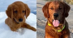 Golden Retriever sincronizzati fanno piangere dal ridere gli utenti di Tiktok (VIDEO)