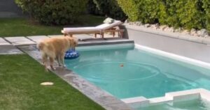 Golden Retriever sorprende la sua umana prendendo la palla in piscina senza bagnarsi (VIDEO)