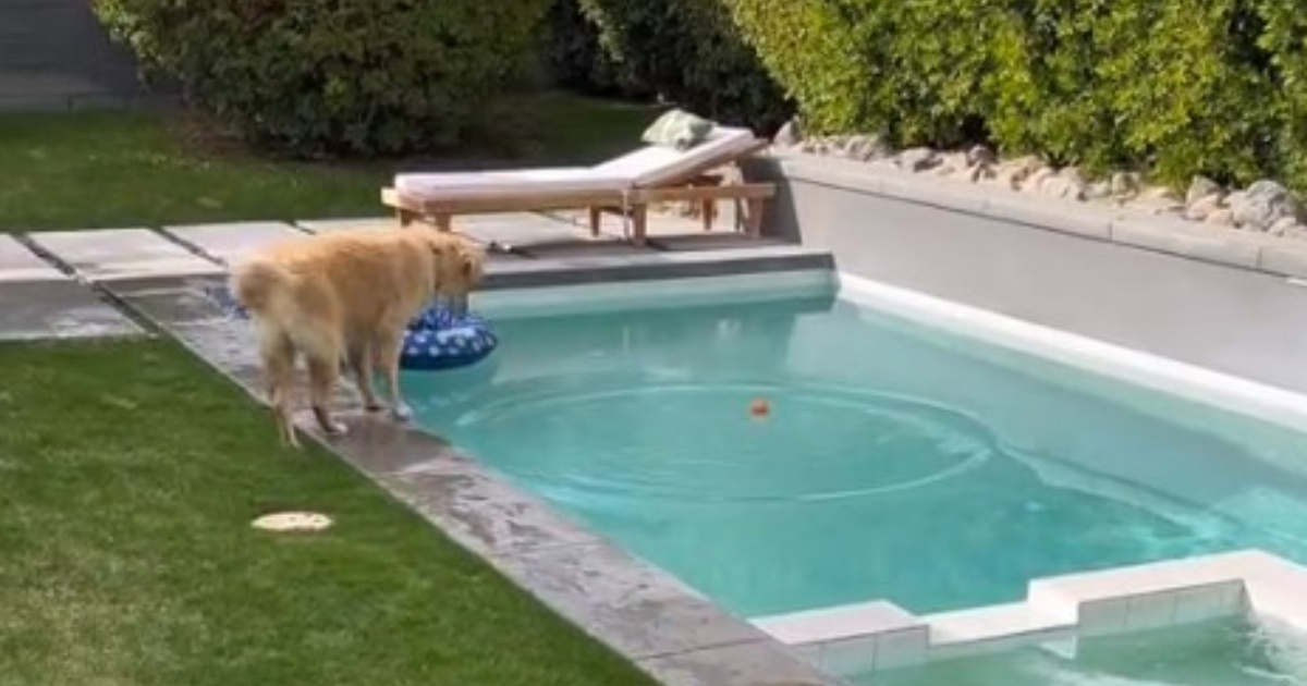 cane e piscina