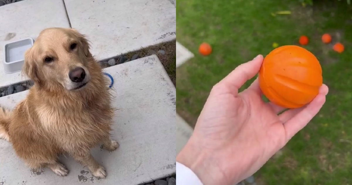 Golden Retriever e pallina