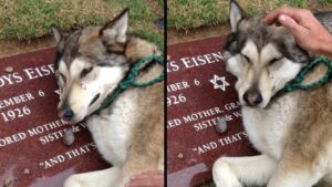 Husky dal cuore spezzato non riesce a smettere di singhiozzare sulla lapide della sua proprietaria (VIDEO)