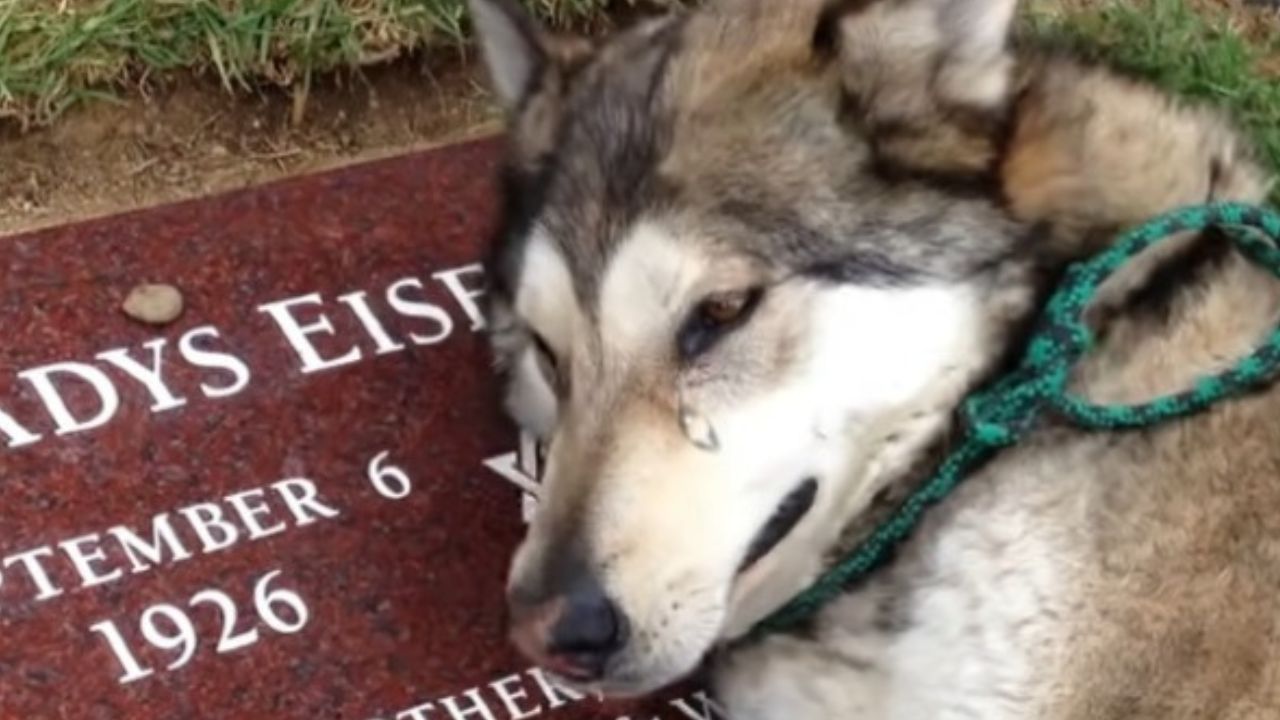 Husky piange per morte padrona