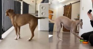 I cani più buffi su Tik Tok: ti ruberanno il cuore! (VIDEO)