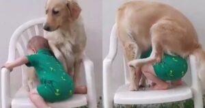 Golden Retriever e il fratellino umano litigano per sedersi sulla sedia (VIDEO)