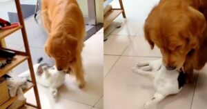 Il Golden Retriever trascina il gattino e fa impazzire il web (VIDEO)