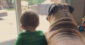 Il cane e il bimbo aspettano ogni giorno il ritorno del loro papà dal lavoro