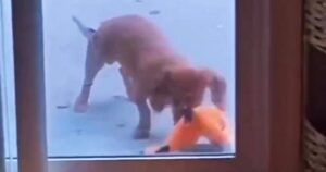 Cagnolino mette il suo peluche nella ciotola del cibo per un motivo a cui nessuno riesce a credere (VIDEO)