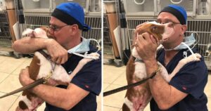 Cagnolino che ha vissuto l’inferno ringrazia il veterinario che gli ha salvato la vita (VIDEO)