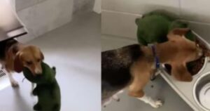 Cagnolino salvato riceve il suo primo giocattolo: ciò che accade dopo spezza il cuore a tutti (VIDEO)