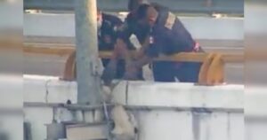 Cagnolino stava per cadere dal ponte, ma i Vigili del Fuoco gli hanno salvato la vita (VIDEO)