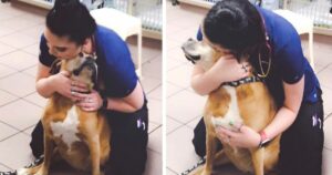 Cagnolino va dal veterinario e pensa di essere lì solo per ricevere le coccole