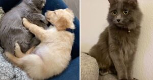 Il gatto “odia tutti”, poi incontro il cucciolo di Golden Retriever e… (VIDEO)