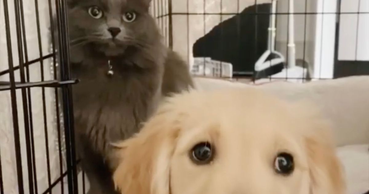 Cane e gatto nella gabbia