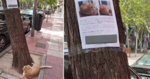 Il gatto si perde e viene ritrovato in strada mentre guarda la sua foto segnaletica