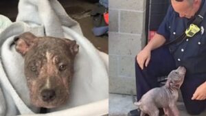 Il triste cucciolo del rifugio è incontenibile quando il pompiere che l’ha salvato si presenta per adottarlo (VIDEO)