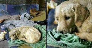 Il vecchio mendicante è morto, ma questo cane randagio va ancora a cercare cibo per il suo caro amico