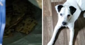 Il veterinario spiega quale oggetto comune che può uccidere il cane in un minuto (VIDEO)