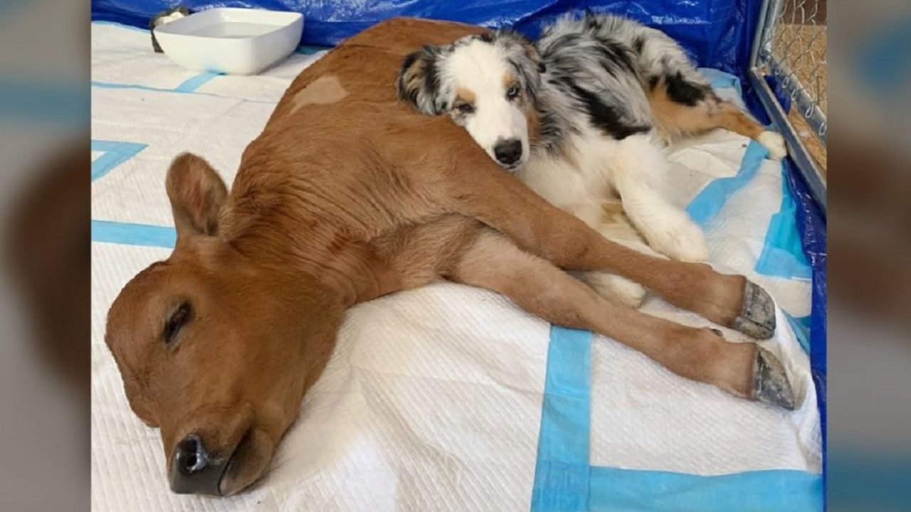 Cane e vitello riposano insieme