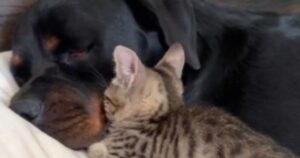 Storia di una Cagnolina premurosa, fa da mamma a un gattino rimasto orfano (VIDEO)