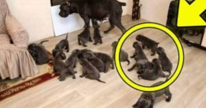 Cagnolina incinta fa una sorpresa ai suoi proprietari: ecco cosa nascondeva nel pancione (VIDEO)