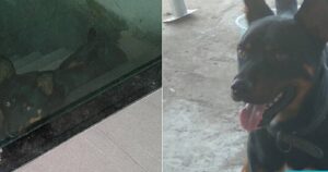 Uomo che presta servizi in una casa si accorge che il cane è maltrattato e decide di portarlo via: le reazioni del Web