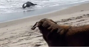 Labrador Retriever piange quando il suo amico leone marino viene ritrovato morto sulla spiaggia (VIDEO)