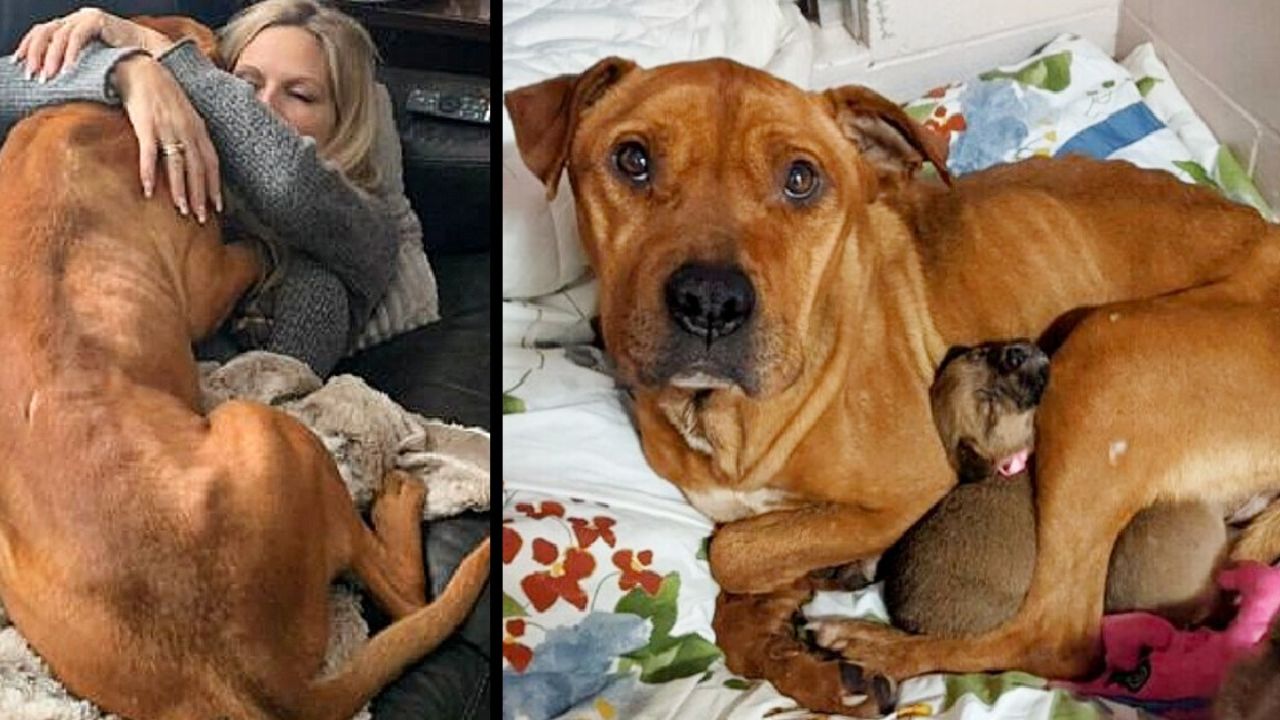 Cagnolina con la padrona