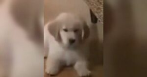 La cucciola di Golden Retriever ha una reazione particolare quando vede il suo sosia (VIDEO)