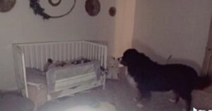 La famiglia scopre quello che fa il cagnolino con la sorellina umana quando tutti vanno a dormire (VIDEO)