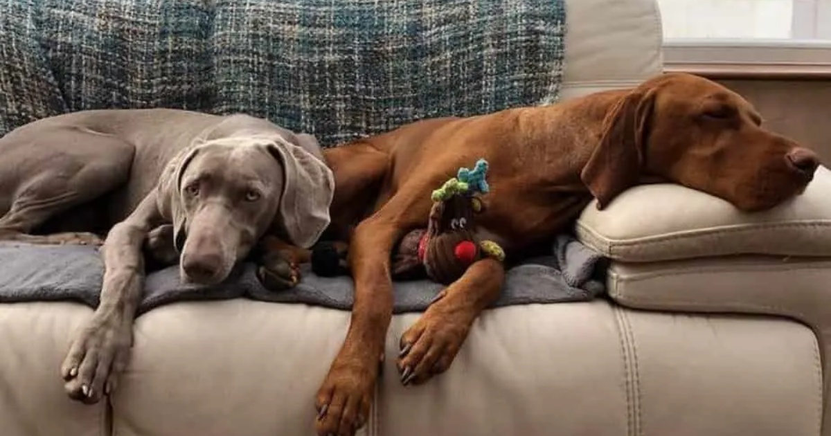 cani sul divano