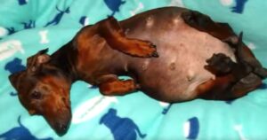 Cagnolina paralizzata costretta alla riproduzione e poi abbandonata come se non avesse alcun valore (VIDEO)