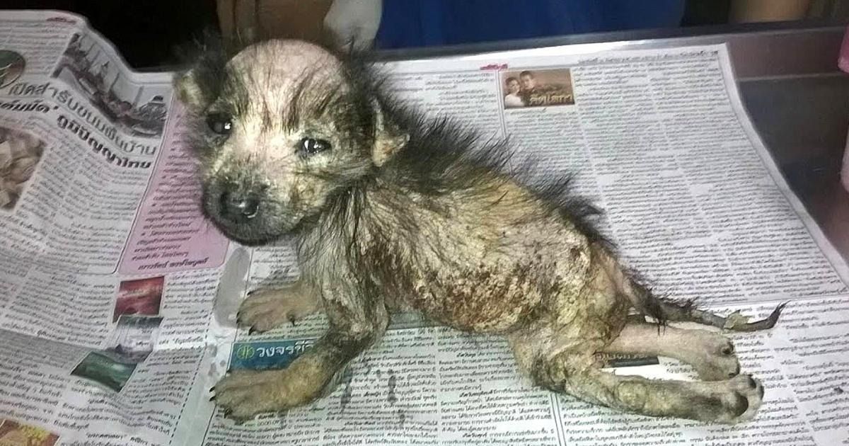 Cucciola trovata per la strada