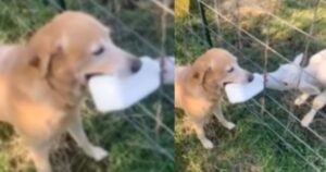 Labrador Retriever adotta un vitello e lavora in fattoria: gli utenti del web sono estasiati (VIDEO)