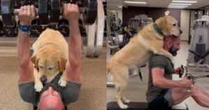 Labrador Retriever accompagna il suo proprietario durante l’allenamento e intrattiene il web (VIDEO)