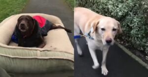 Labrador Retriever anziano subisce un intervento e i suoi fratelli lo aiutano a camminare (VIDEO)