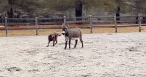 Labrador Retriever incoraggia un povero asinello timido e diventano amici (VIDEO)