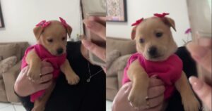 Labrador Retriever entra nello spirito di Barbie indossando un vestito adorabile (VIDEO)