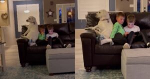 Labrador Retriever cerca di guadagnarsi il posto sopra il divano esattamente come i suoi fratellini umani (VIDEO)