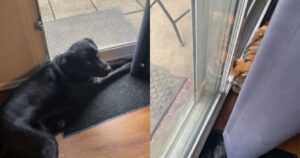 Labrador Retriever e gattino dimostrano di essere molto simili e aspettano insieme davanti la finestra (VIDEO)