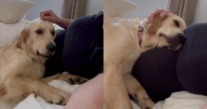 Labrador Retriever capisce che la sua proprietaria è incinta e la sua reazione è adorabile (VIDEO)