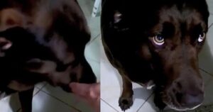 Labrador Retriever porta nella bocca qualcosa di rumoroso che lascia i suoi proprietari increduli (VIDEO)