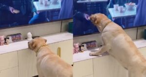 Labrador Retriever cerca di prendere lo spuntino da attraverso la Tv e resta deluso (VIDEO)