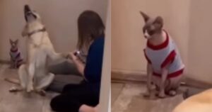 Labrador Retriever fa il dramma mentre sua madre gli taglia le unghie e la reazione del gatto diventa virale (VIDEO)