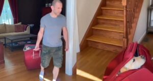 Uomo trasporta il suo Labrador Retriever all’interno di una valigia (VIDEO)