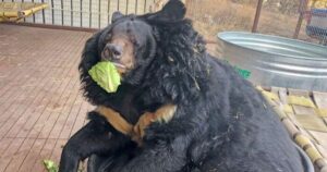 L’orso che era diventato obeso a causa dello spazio ristretto dello zoo, si è preso la rivincita