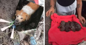 Cagnolina mamma piange per i suoi 4 cuccioli sepolti nel fango, ma non si fida dell’uomo (VIDEO)