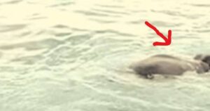 Marinai notano un animale misterioso a 14 km dalla costa: la sua identità lascia tutti senza parole (VIDEO)