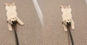 Ma quale passeggiata! Il cucciolo di Golden Retriever non vuole fare niente (VIDEO)