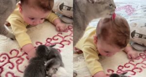 Mamma gatta fa conoscere i suoi cuccioli al suo fratellino umano (VIDEO)