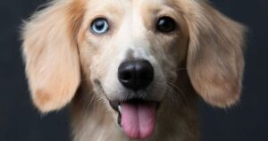 Mix di Golden Retriever e Bassotto ha uno sguardo ipnotico: gli occhi sono di colore diverso